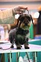 Crufts2011_2 1370